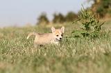 CORGI PEMBROKE 113